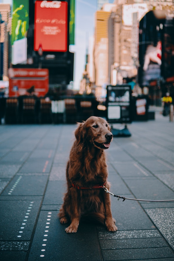Golden Retriever dog sitting in the middle of a city